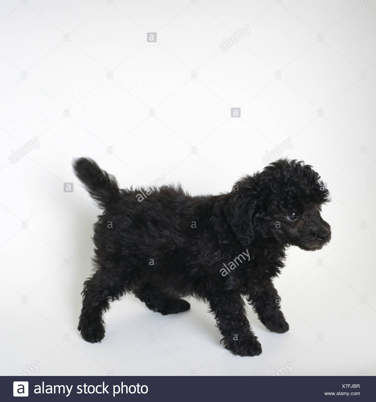 toy poodle al