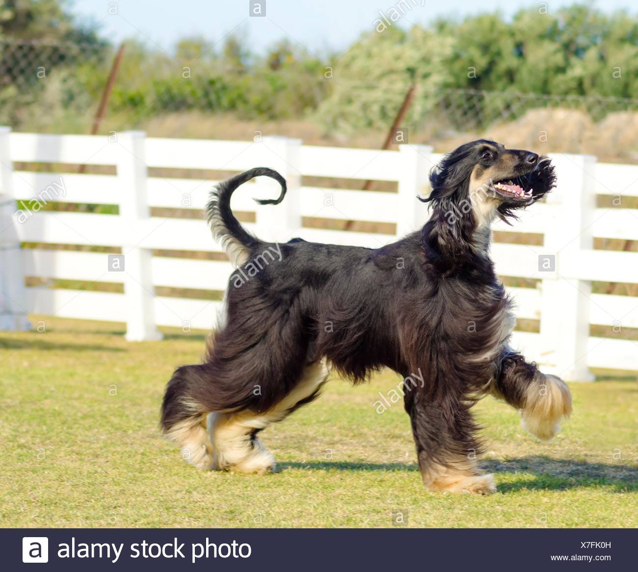 Gazelle Hound Stock Photos Gazelle Hound Stock Images Alamy