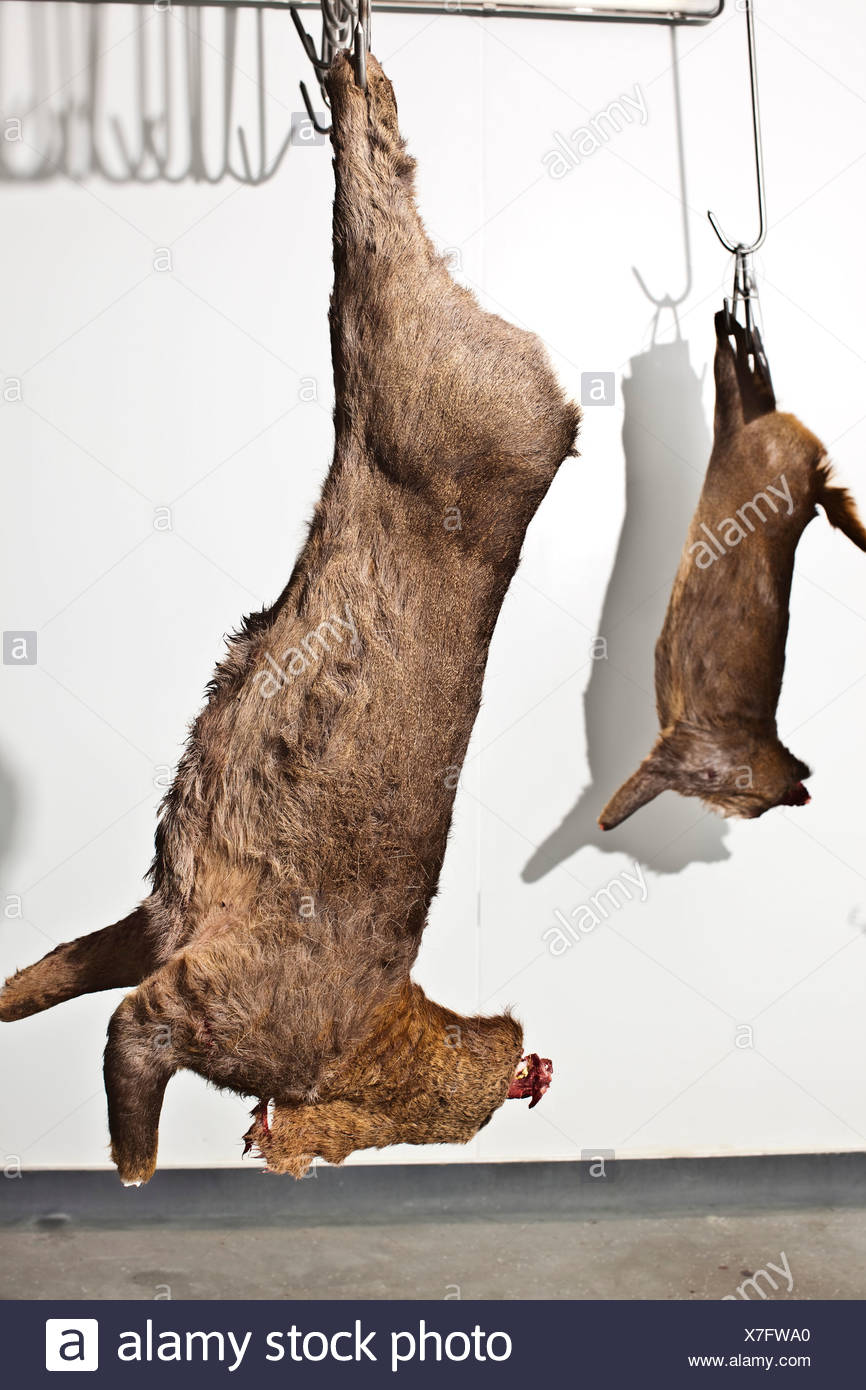 Meat Hooks Hanging Abattoir High Resolution Stock Photography and