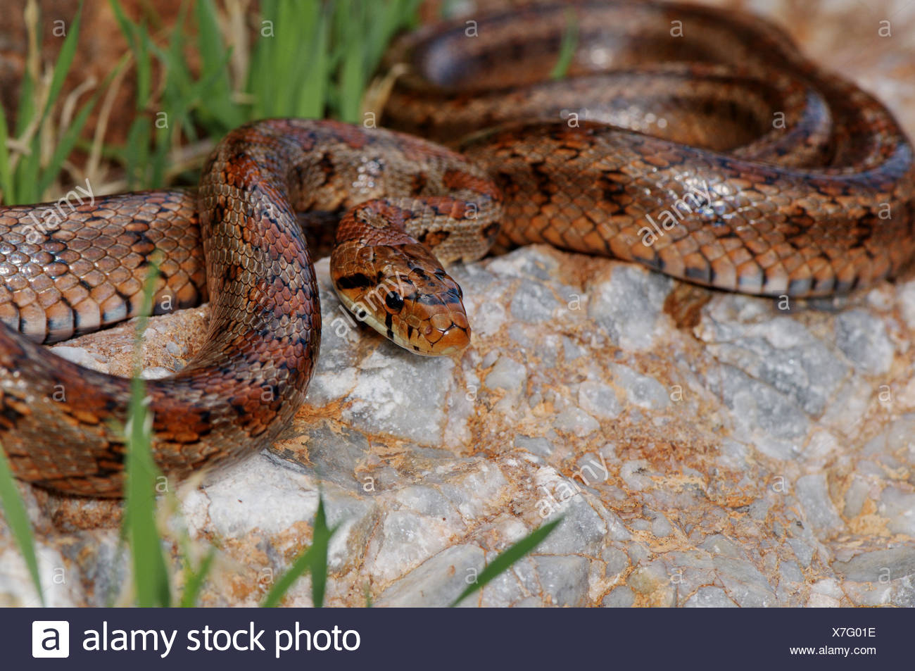 Snakes Of Greece Stock Photos & Snakes Of Greece Stock Images - Alamy