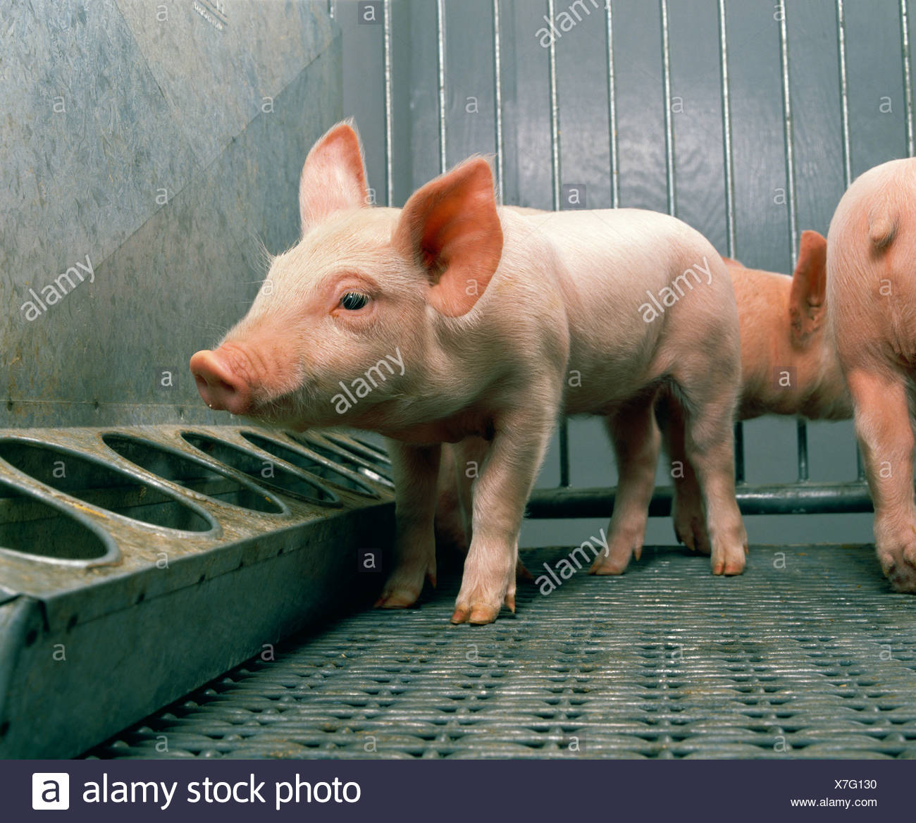 Feed Trough Pig Stock Photos Feed Trough Pig Stock Images Page