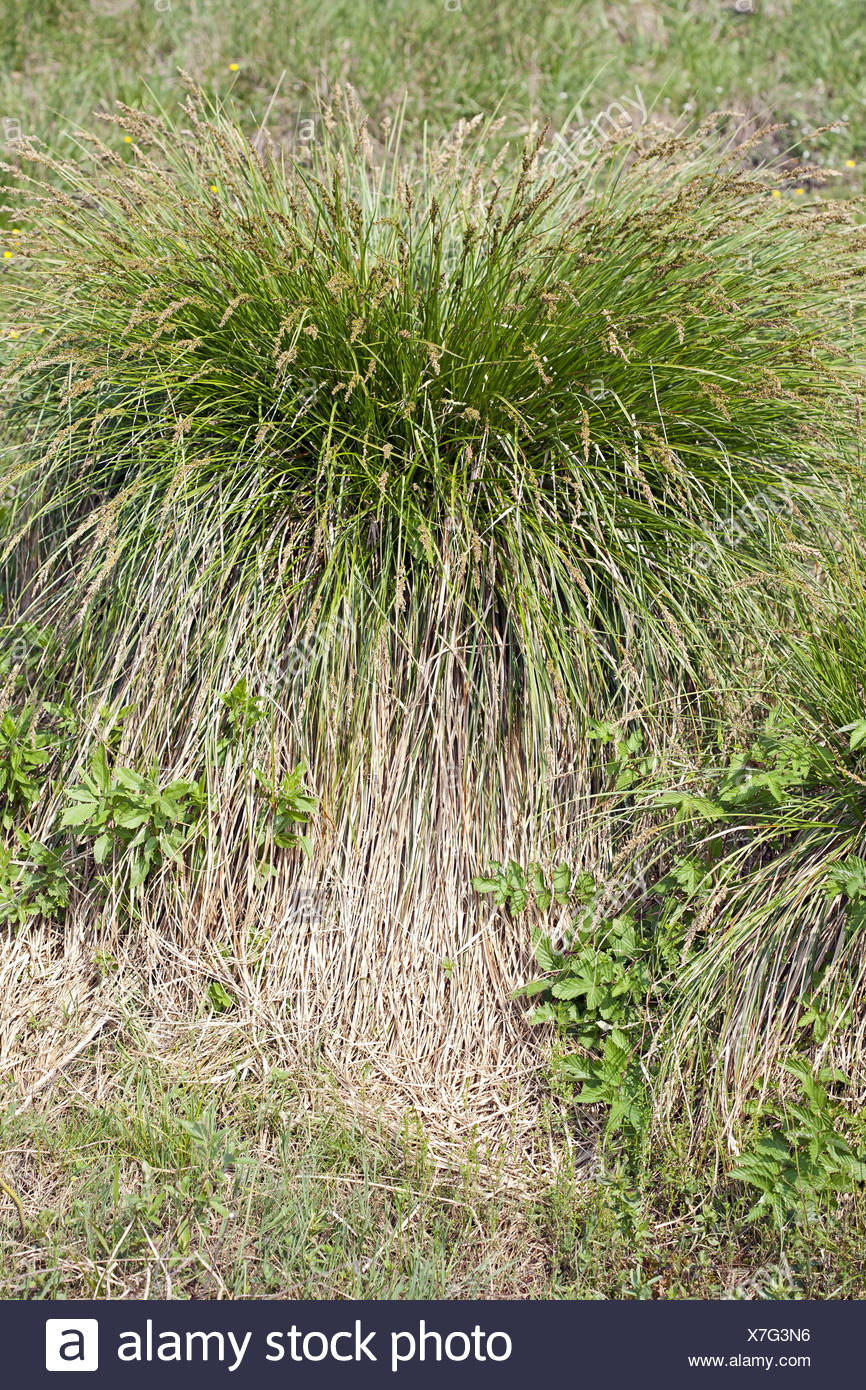 Greater Tussock Sedge Carex Paniculata Stock Photos & Greater Tussock