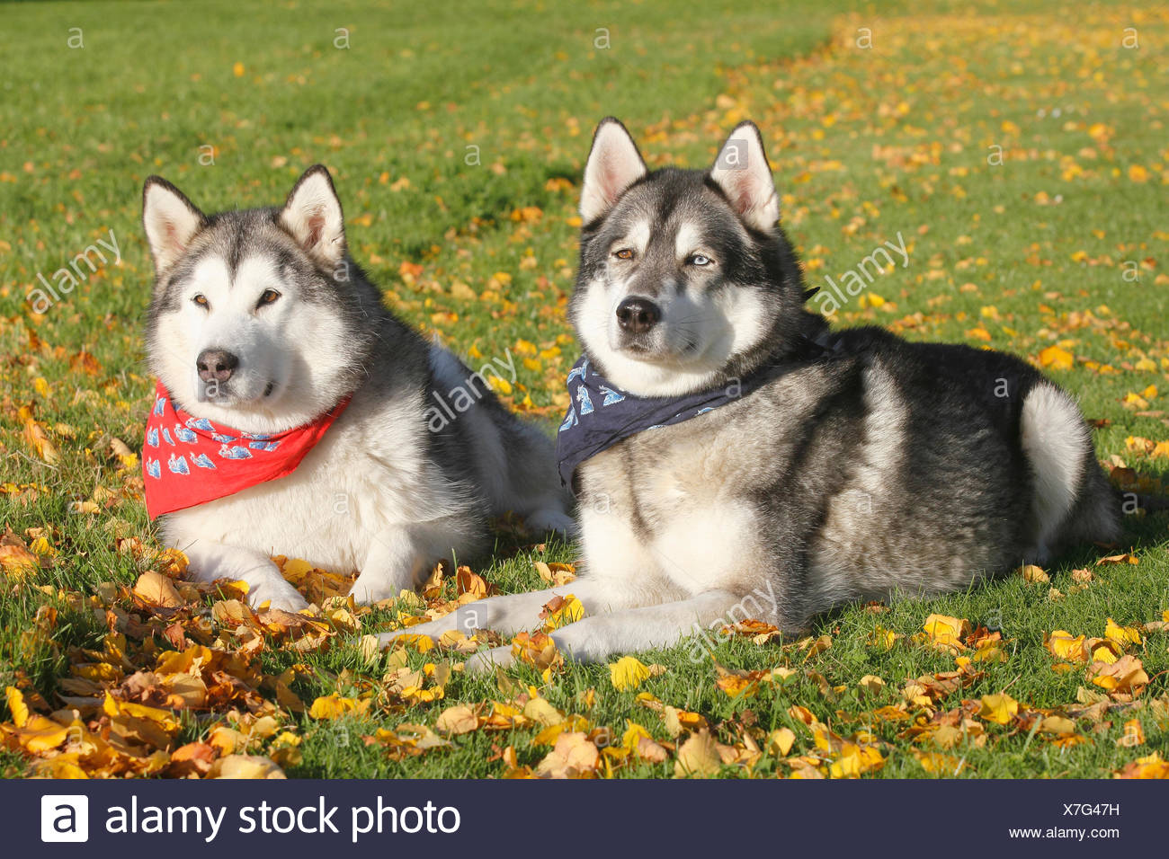 malamute siberian husky mix