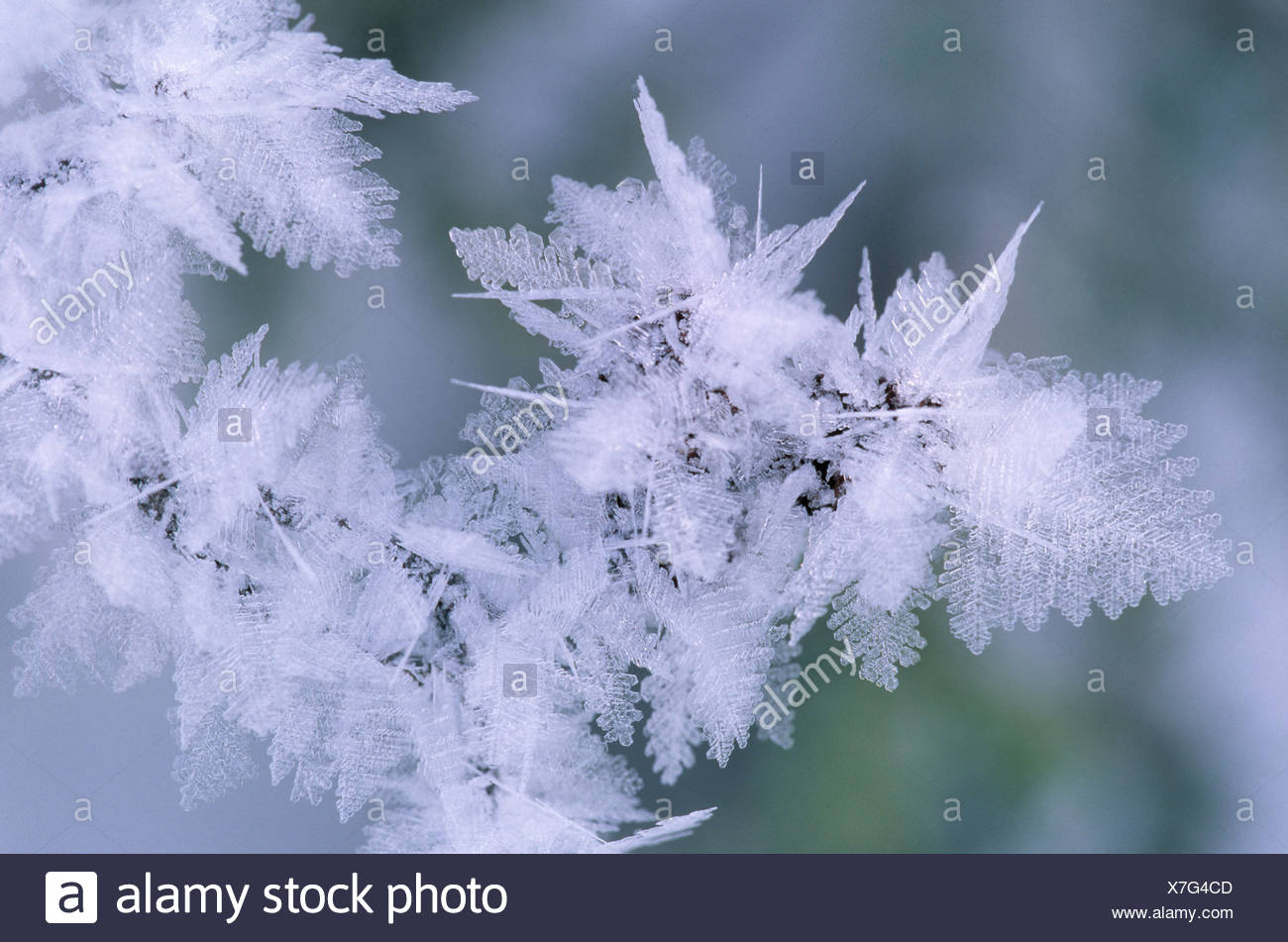 Glazed Frost High Resolution Stock Photography and Images Alamy