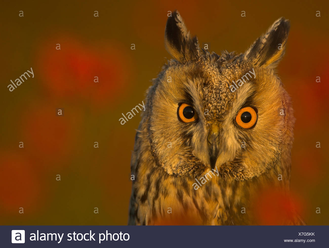 Long-eared Owl (Asio Otus) amongst rose hips. Gloucestershire. Captive Stock Photo