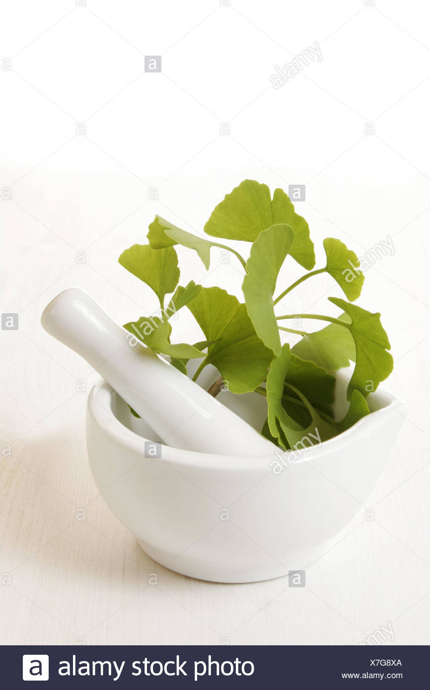 Ginkgo Biloba Herbs High Resolution Stock Photography And Images Alamy