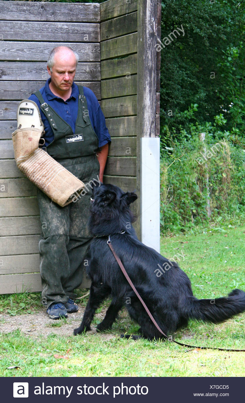 schutzhund protection