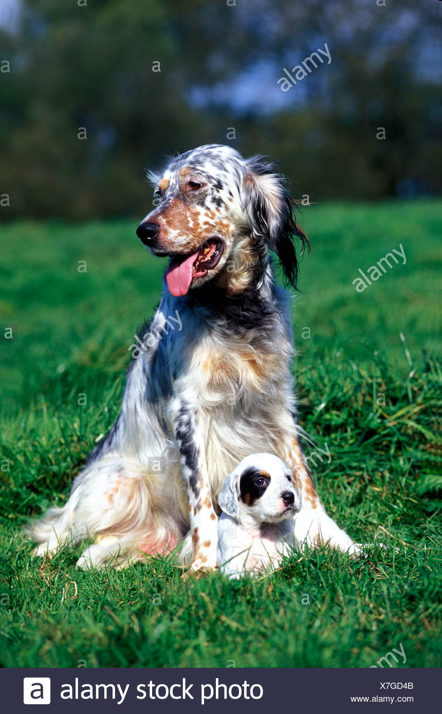 Dog English Setter Spaniel Puppy Breed Outside Outdoors Outdoor Pet Young Baby Adult Two Stock Photo Alamy