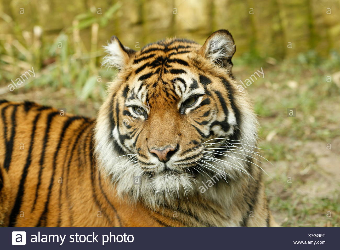 Tiger Ear High Resolution Stock Photography and Images - Alamy