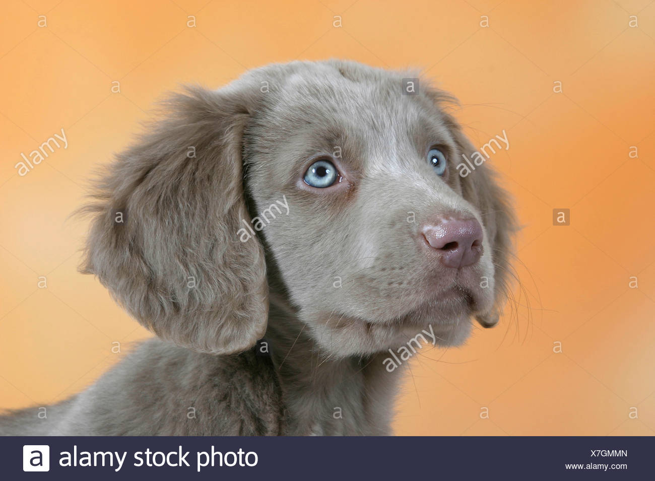 Long Haired Weimaraner Stock Photo 280035973 Alamy