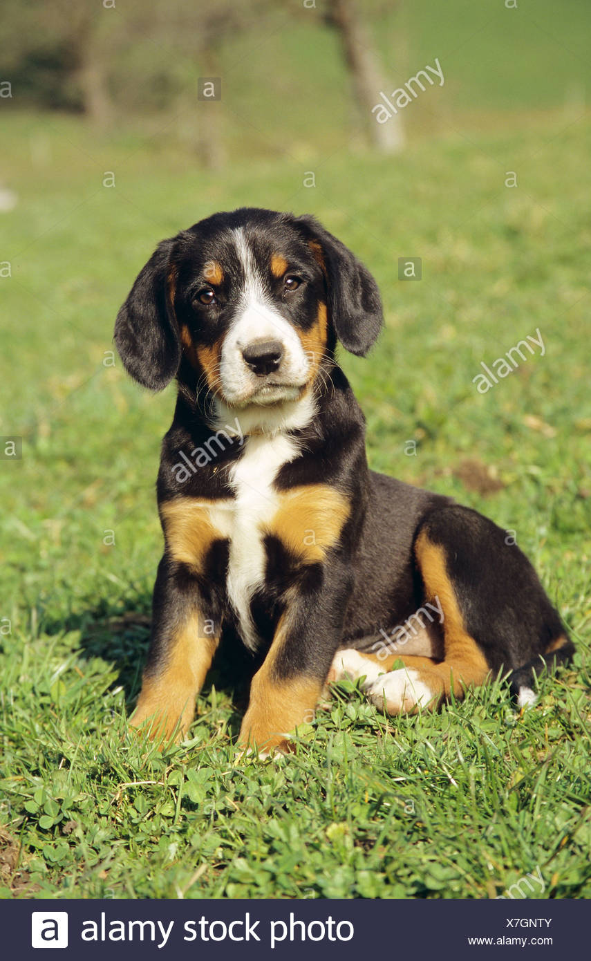 entlebucher dog