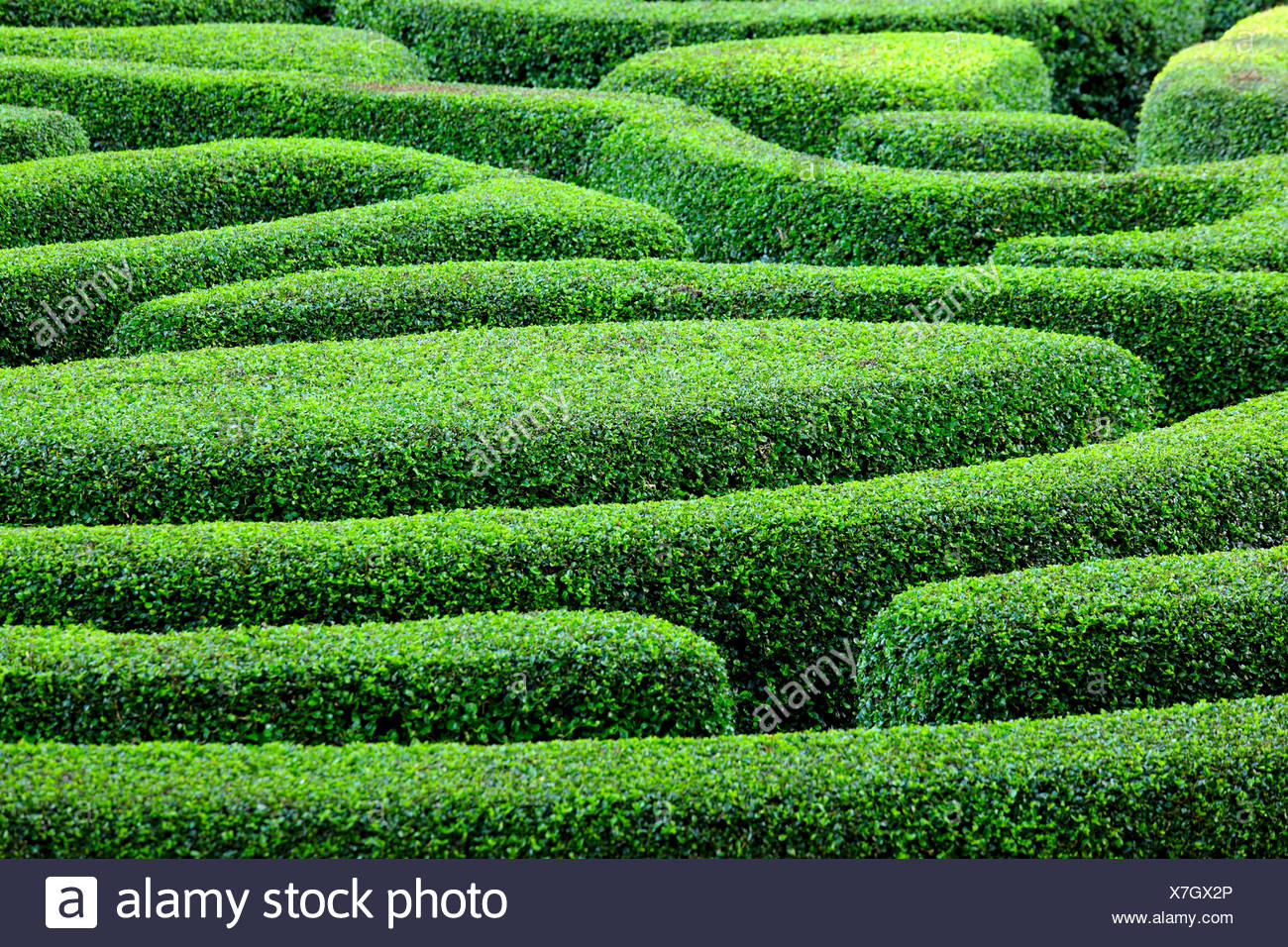 Hedge Maze Above High Resolution Stock Photography and Images - Alamy