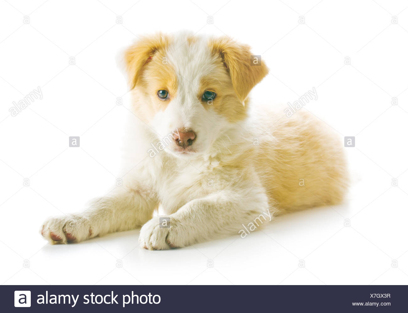 yellow border collie puppy