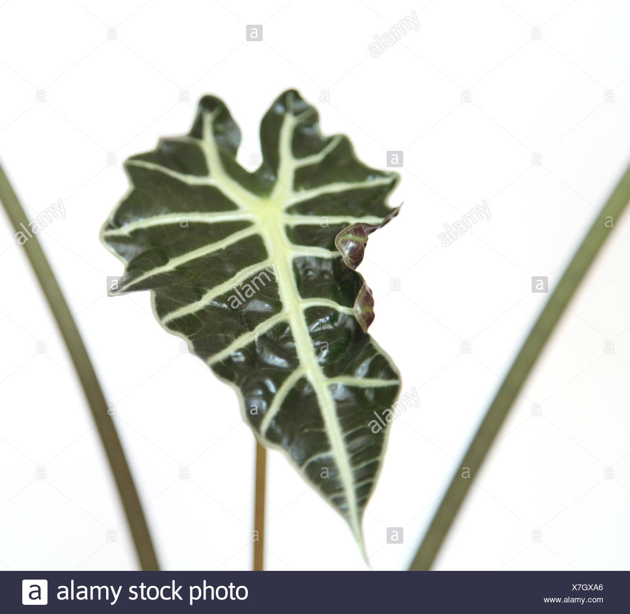 Alocasia High Resolution Stock Photography and Images - Alamy