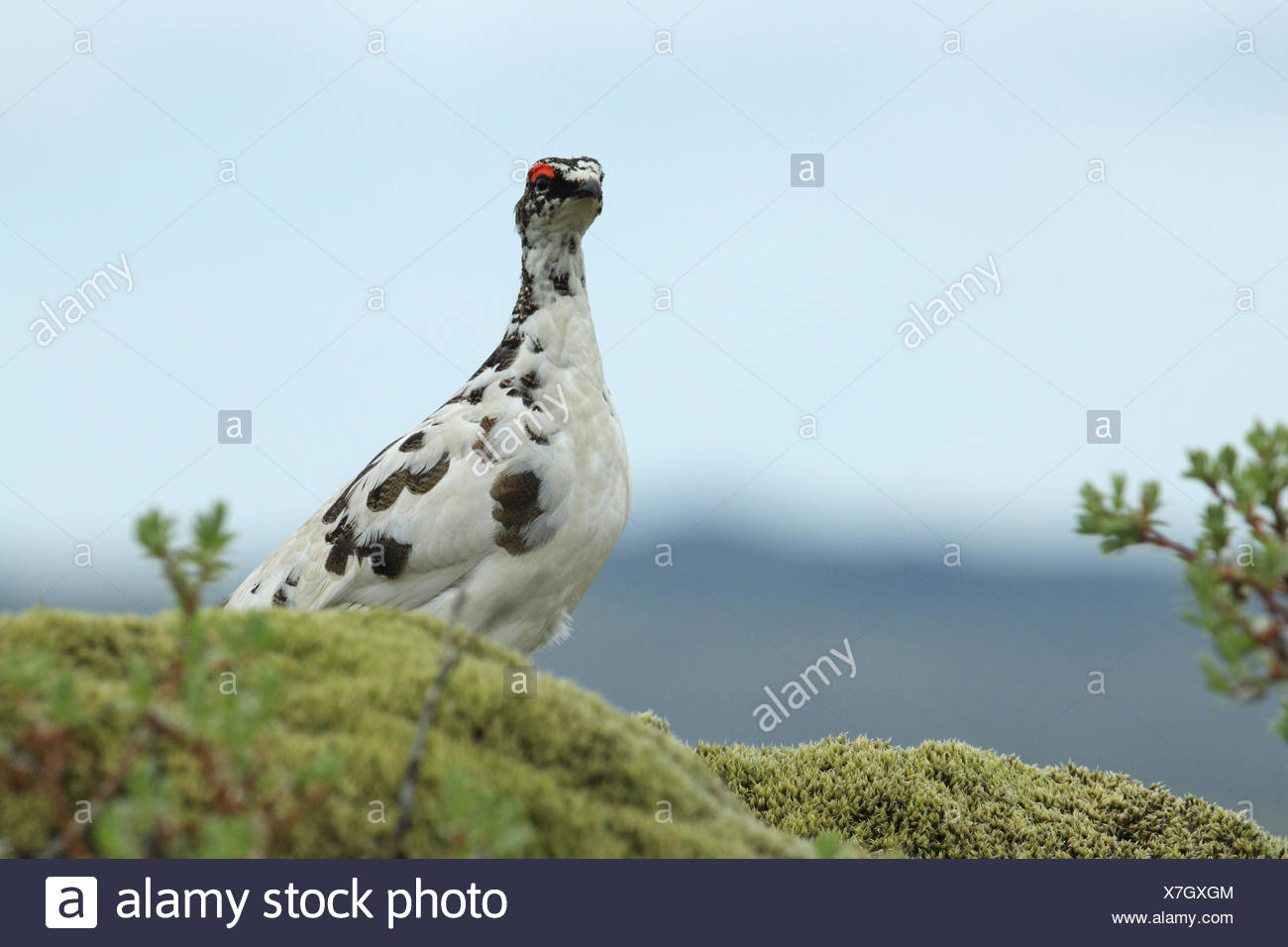 Rock ptarmigan Island Stock Photo