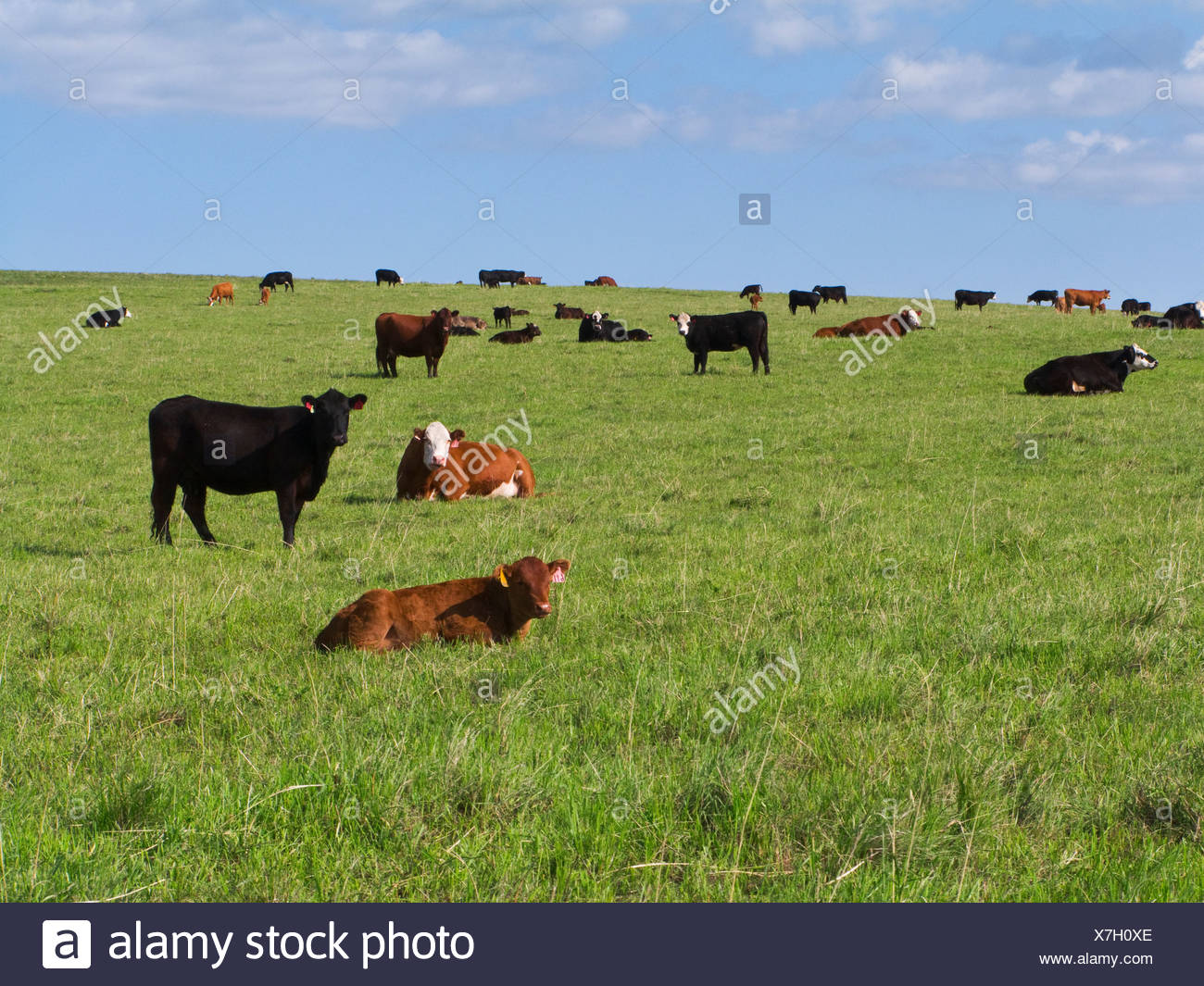 Black Angus Beef Cow High Resolution Stock Photography and Images - Alamy