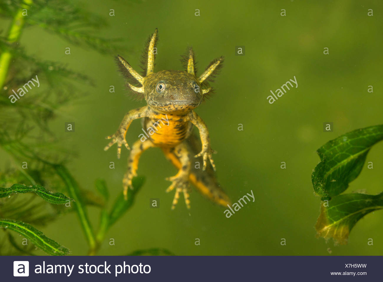 Kamm Molche High Resolution Stock Photography And Images Alamy