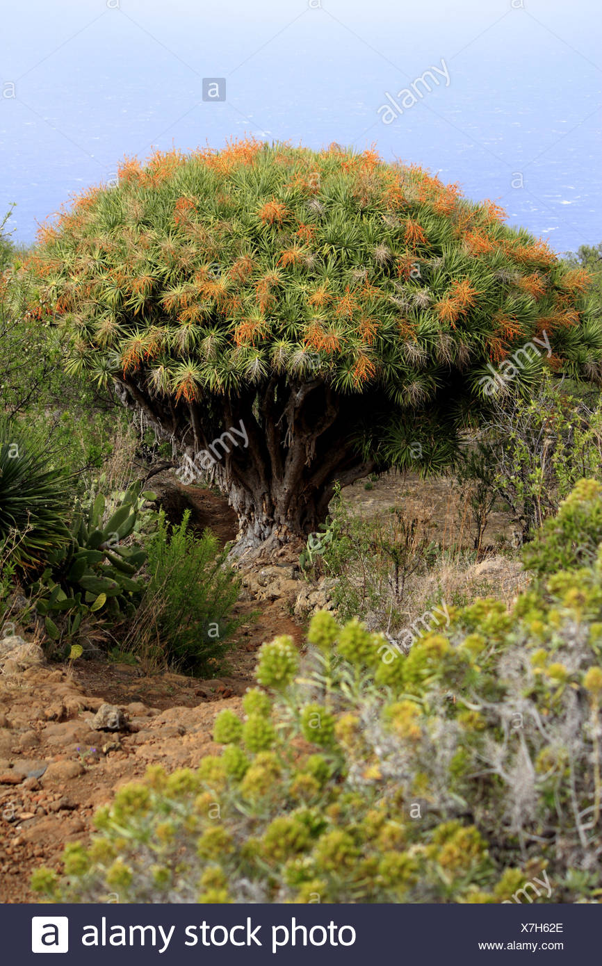 Tear Dragon S Blood Draegon Tree Canary Islands Dragon Tree Drago Dracaena Draco Old Tree With Fruits Canary Islands La Palma Las Tricias Stock Photo Alamy Tear Dragon S Blood Draegon Tree Canary Islands Dragon Tree Drago Dracaena Draco Old Tree With Fruits Canary Islands La Palma Las Tricias Stock Photo Alamy