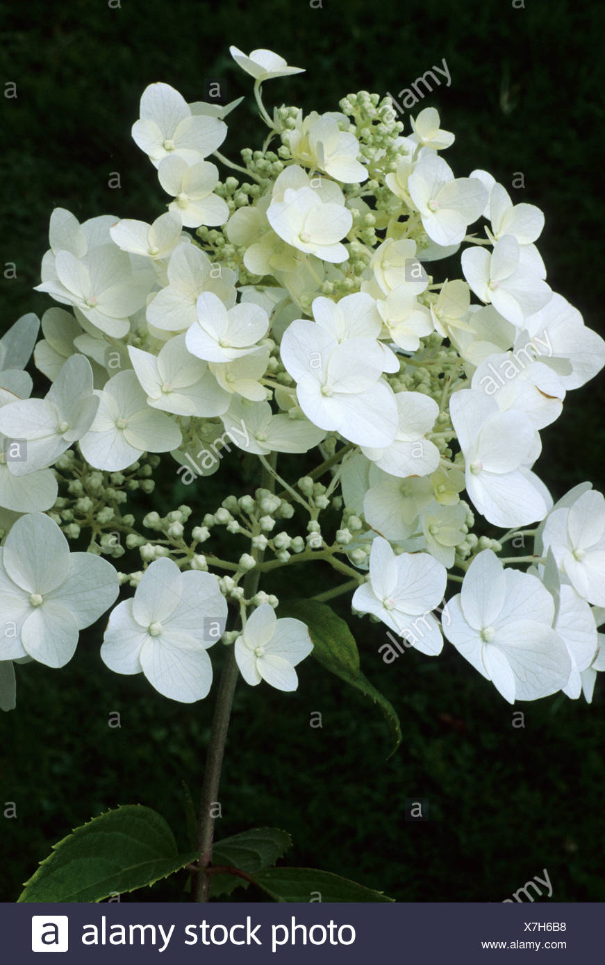 Hydrangea Paniculata White Moth Flower Flowers Garden Plant Plants Hydrangeas Stock Photo Alamy