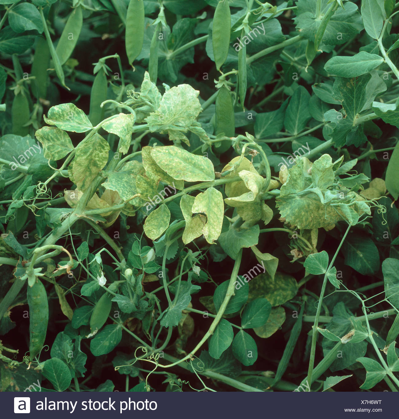 Pea Enation Mosaic Virus High Resolution Stock Photography and Images