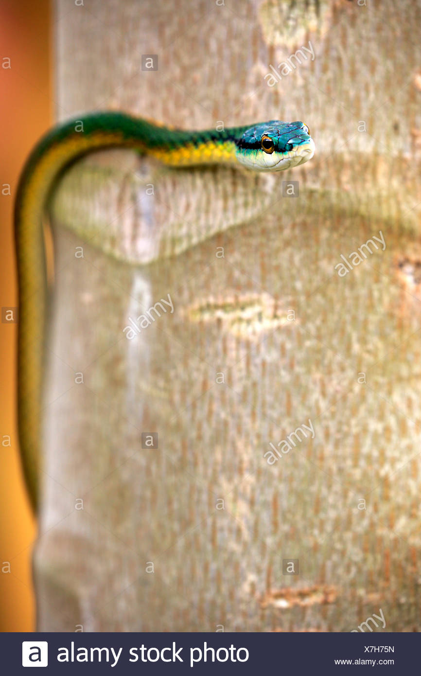 Lora Snake High Resolution Stock Photography and Images - Alamy