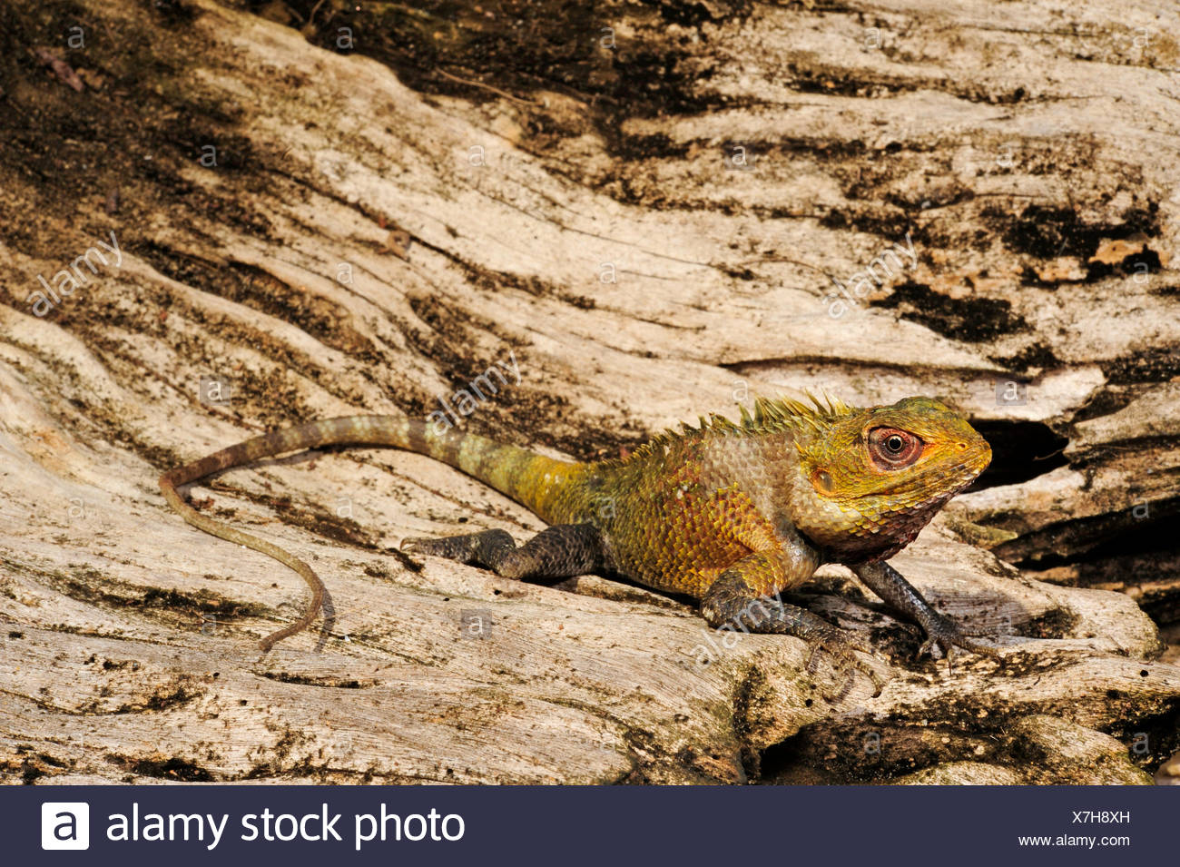 Chameleon Indian Lizard Stock Photos & Chameleon Indian 