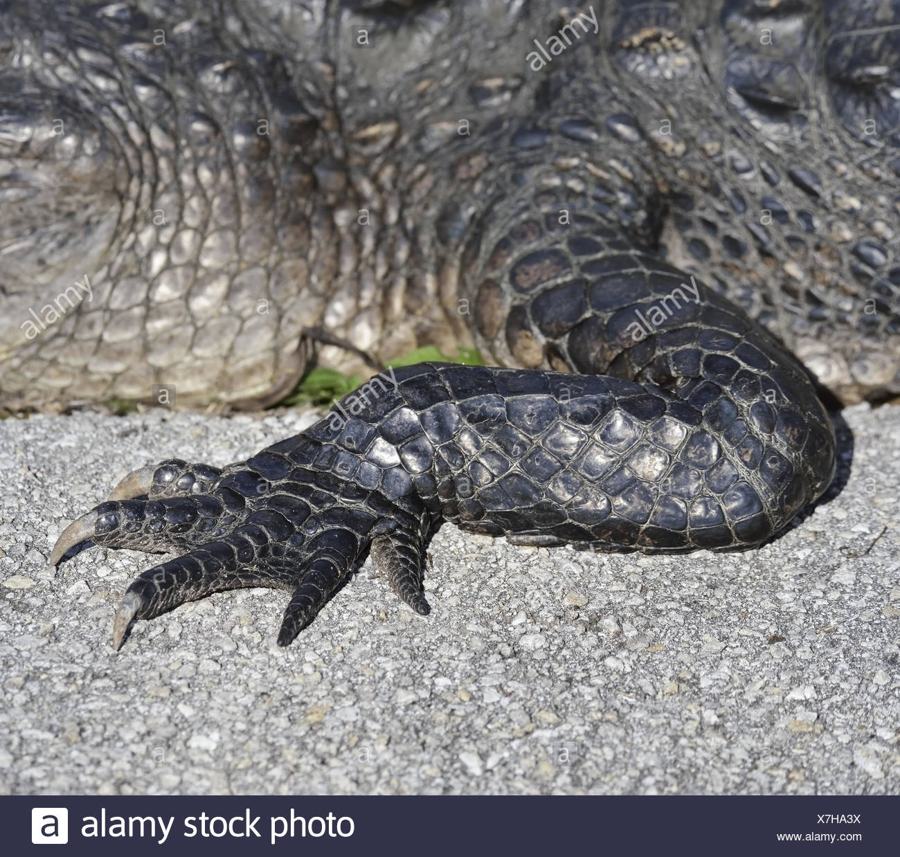 Reptile Claw Stock Photos & Reptile Claw Stock Images - Alamy