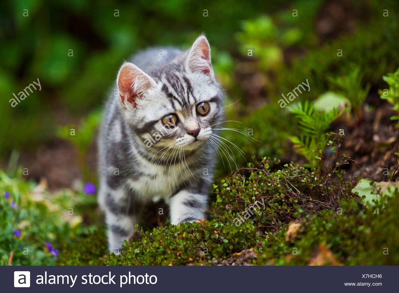 Little Blue Golden Tabby British Shorthair Kitten In The Garden