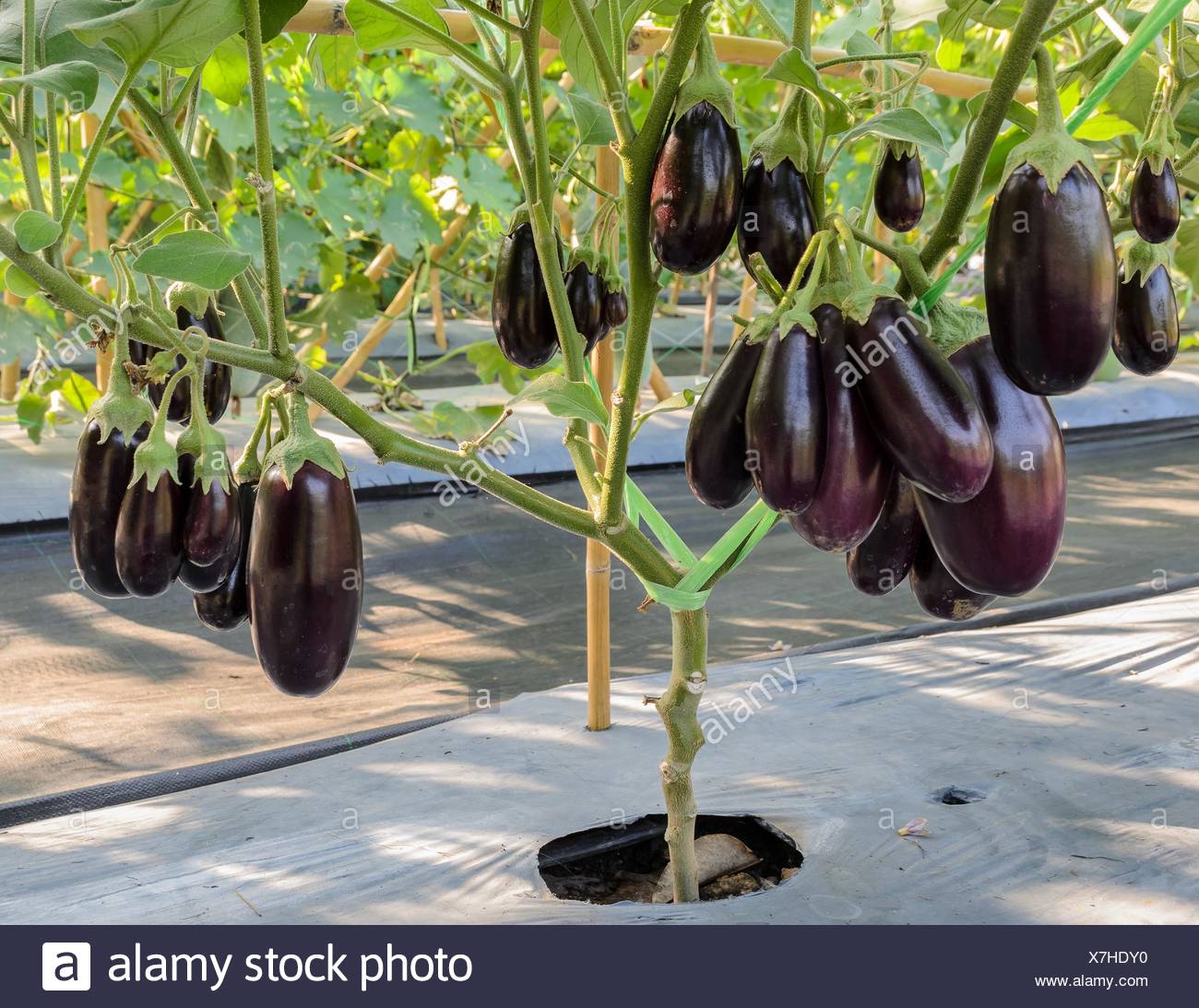 Purple eggplant on its tree Stock Photo - Alamy.