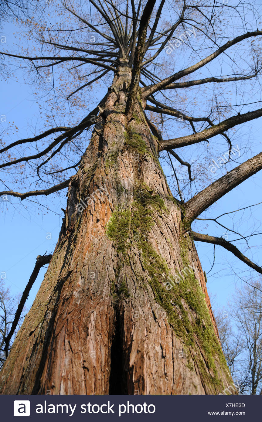Chinesisches Rotholz High Resolution Stock Photography and Images Alamy