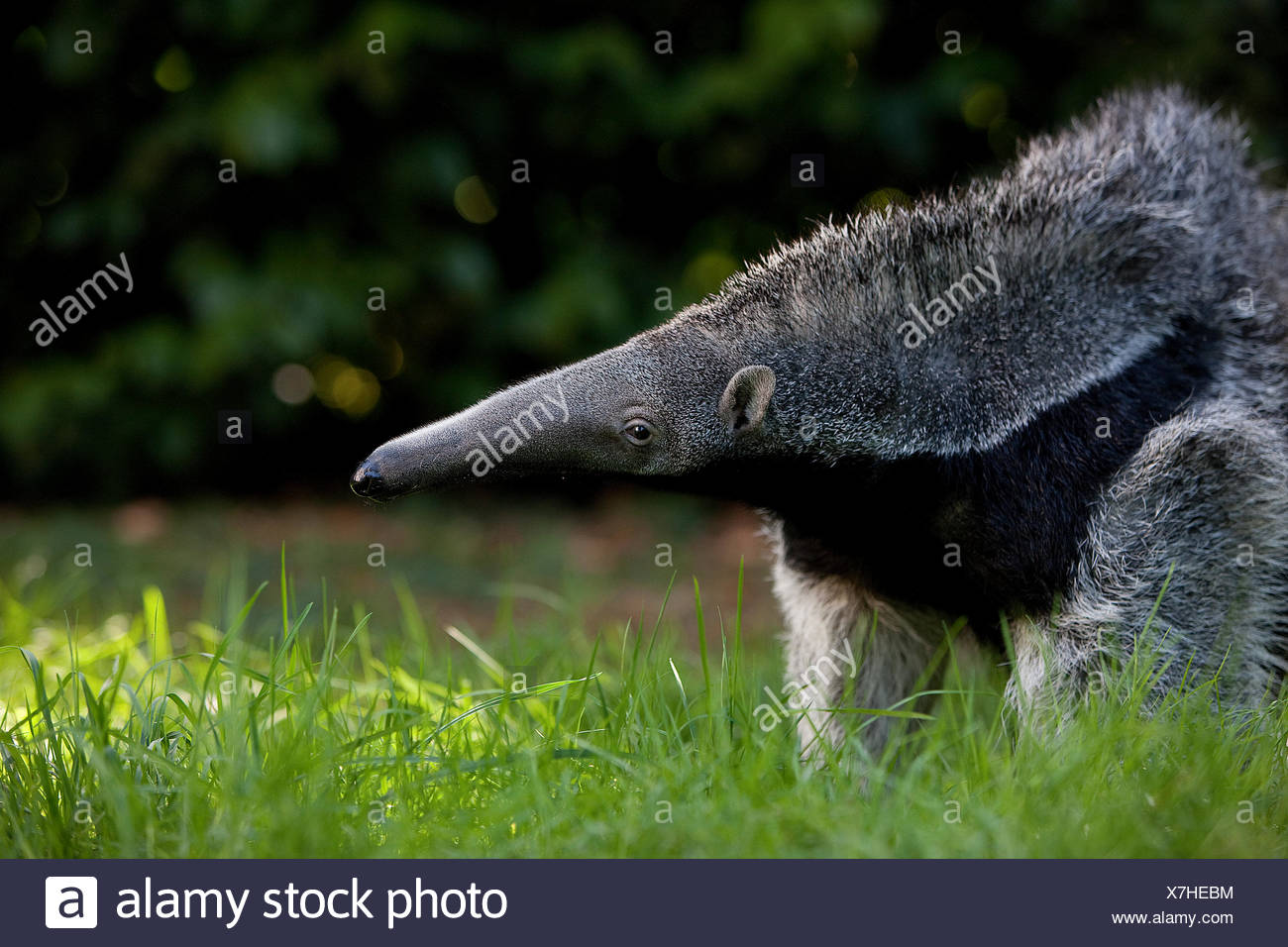 Giant Anteater Standing Stock Photos & Giant Anteater Standing Stock ...