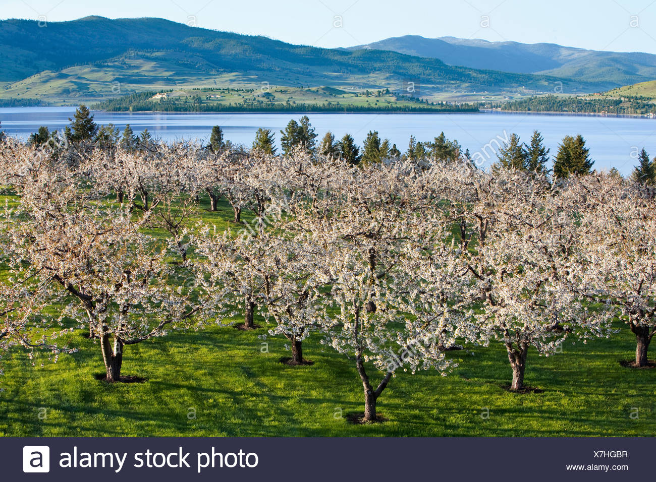 Row Of Blooming Cherries High Resolution Stock Photography and Images