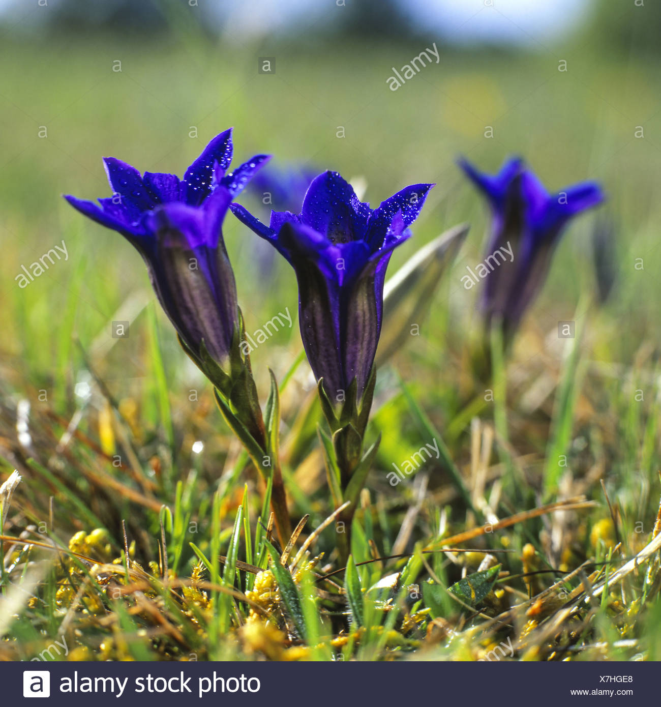 Stengelloser Enzian, blauer Enzian auf einer Wiese Stock Photo - Alamy