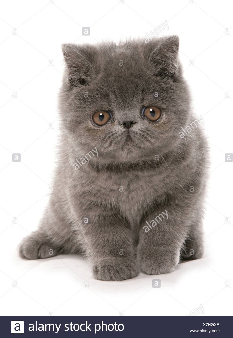blue exotic shorthair cat