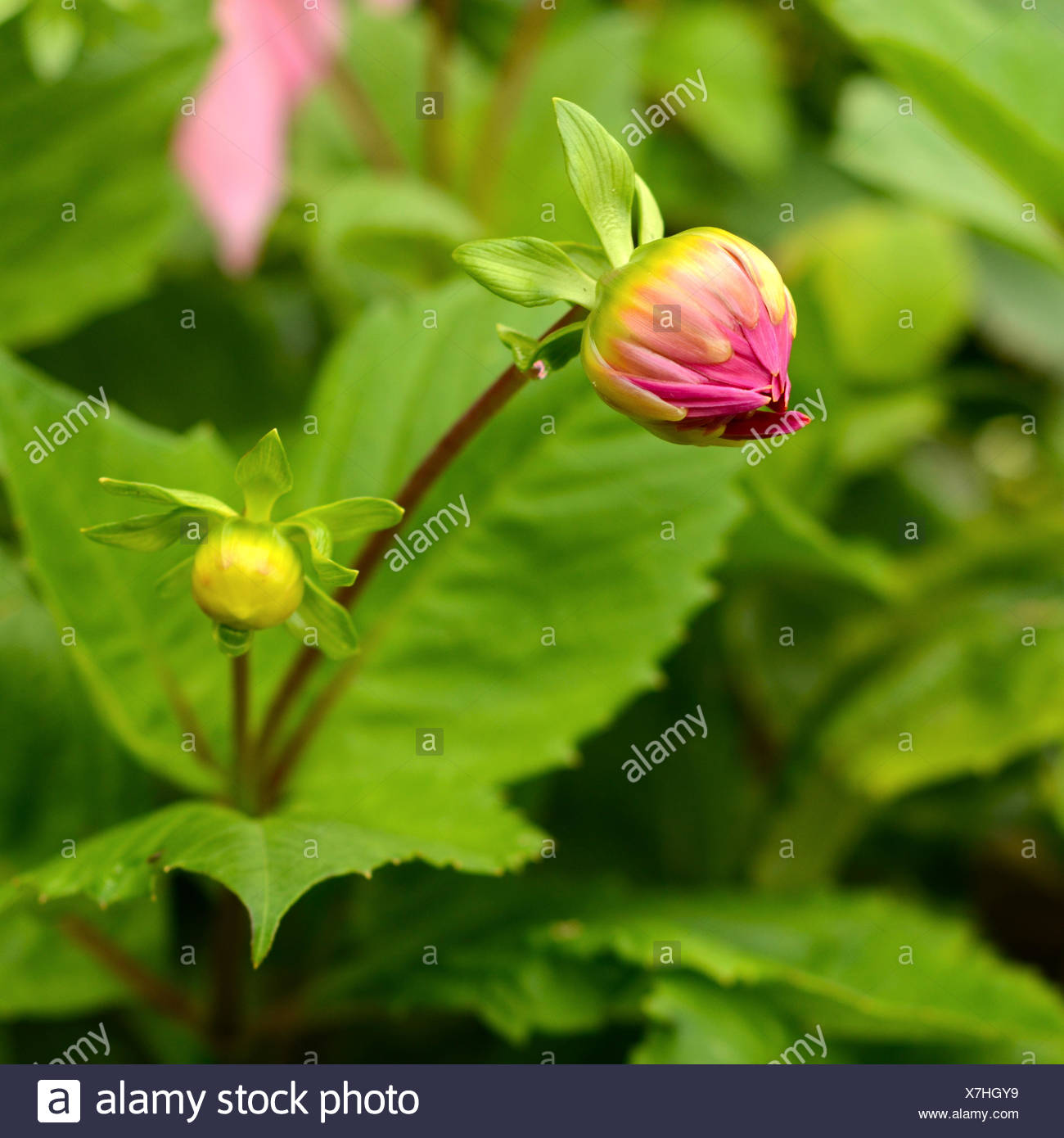 Unopened Flower Stock Photos & Unopened Flower Stock Images Alamy