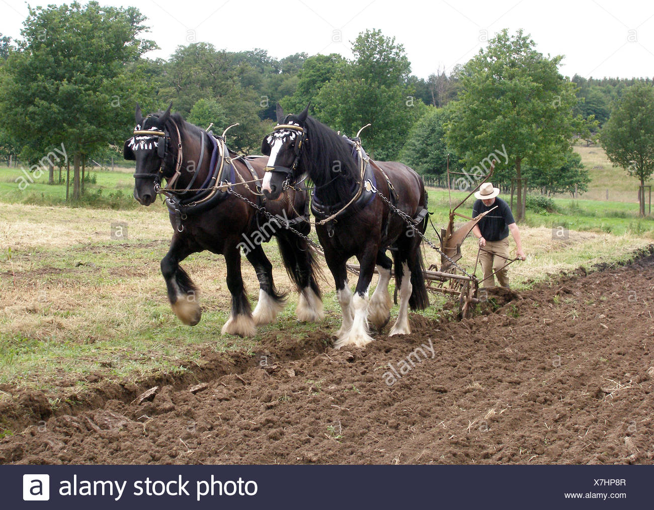 farmer-shire-horse-plough-stock-photos-farmer-shire-horse-plough