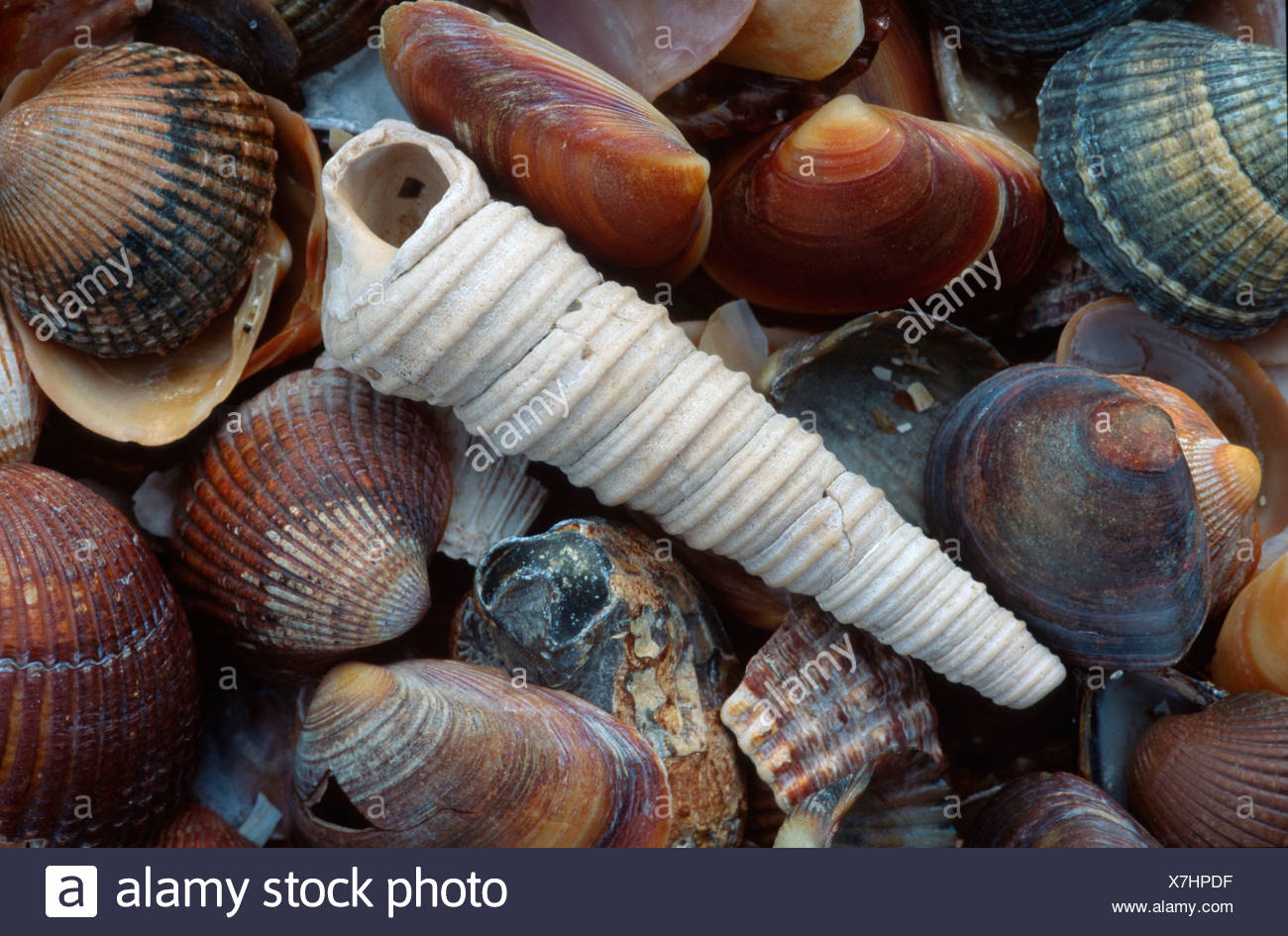 Turritella Stock Photos & Turritella Stock Images Alamy