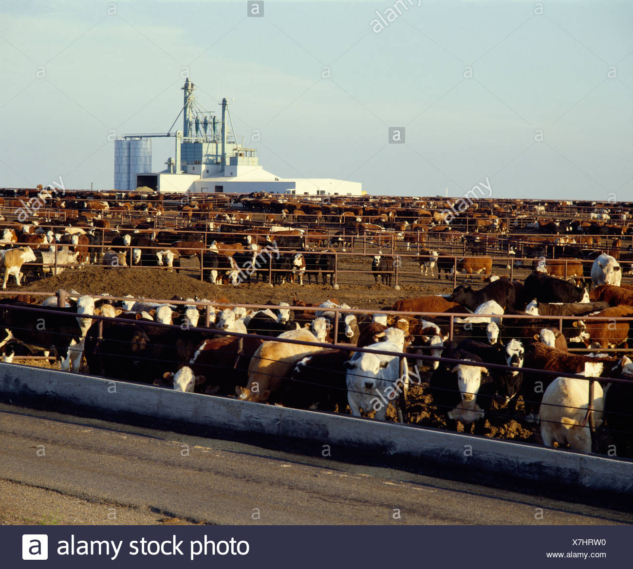 Feedlot Texas High Resolution Stock Photography and Images Alamy