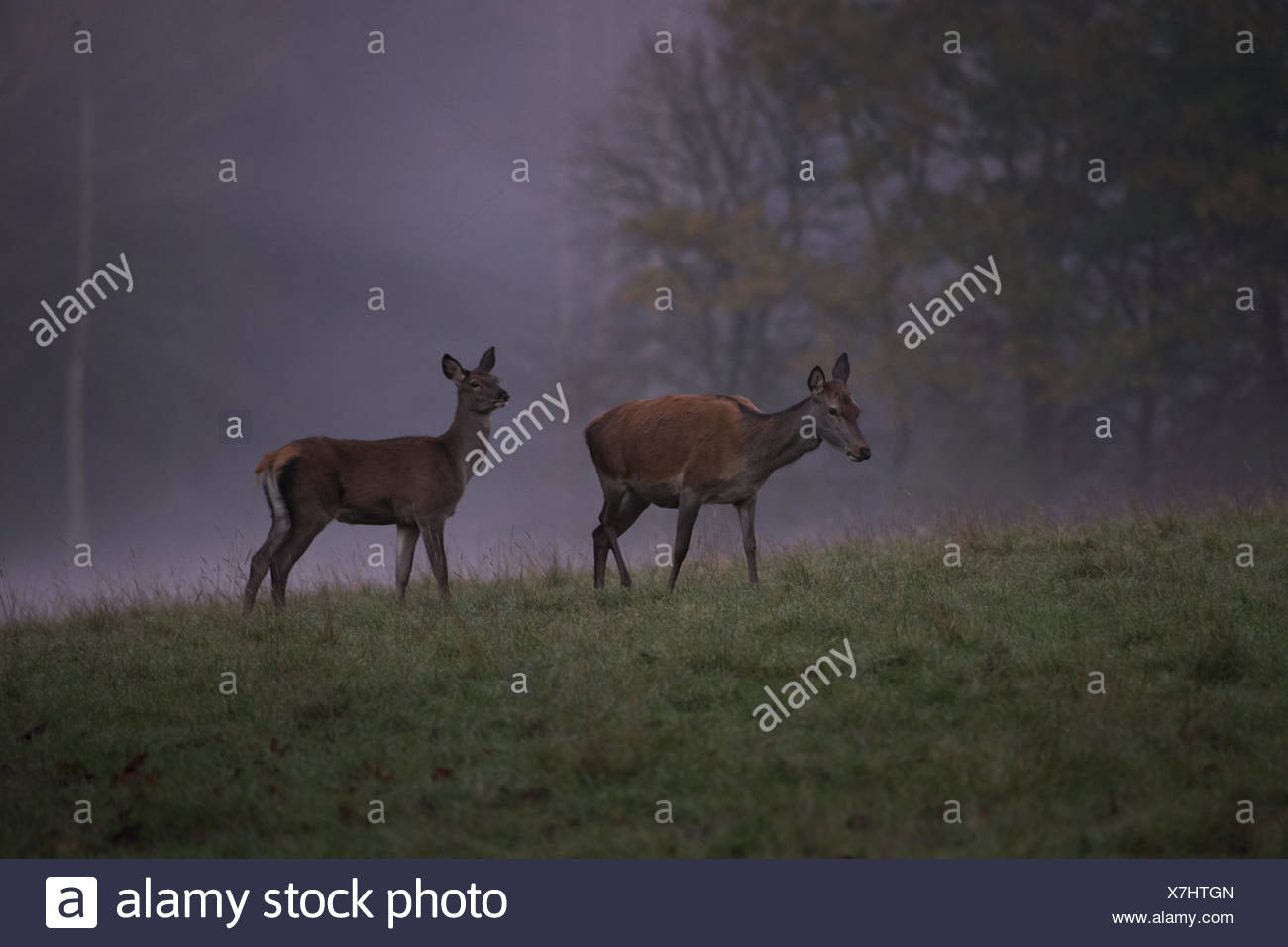 red deer in the morning fog Stock Photo