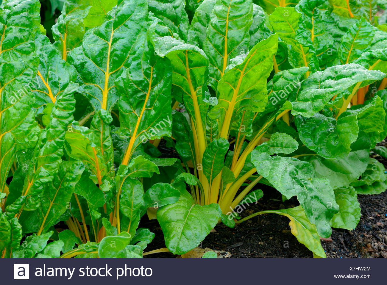 Beet Variety High Resolution Stock Photography and Images Alamy