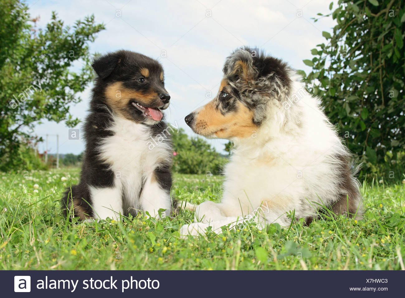 Border Collie Dog And Australian Shepherd Puppy Stock Photo Alamy
