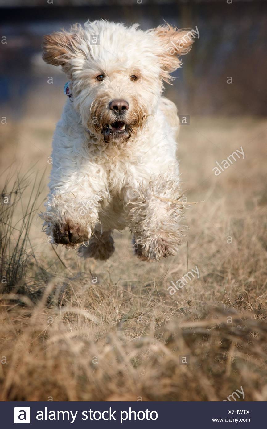 Goldendoodle Stock Photos & Goldendoodle Stock Images Alamy