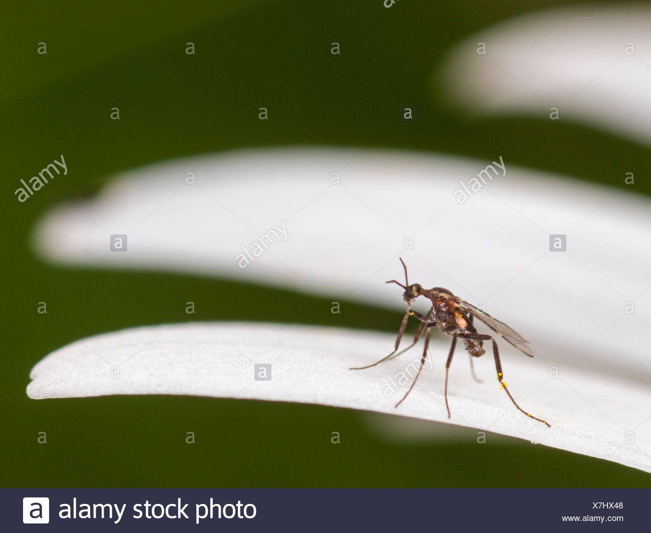 Fungus Gnat High Resolution Stock Photography and Images - Alamy