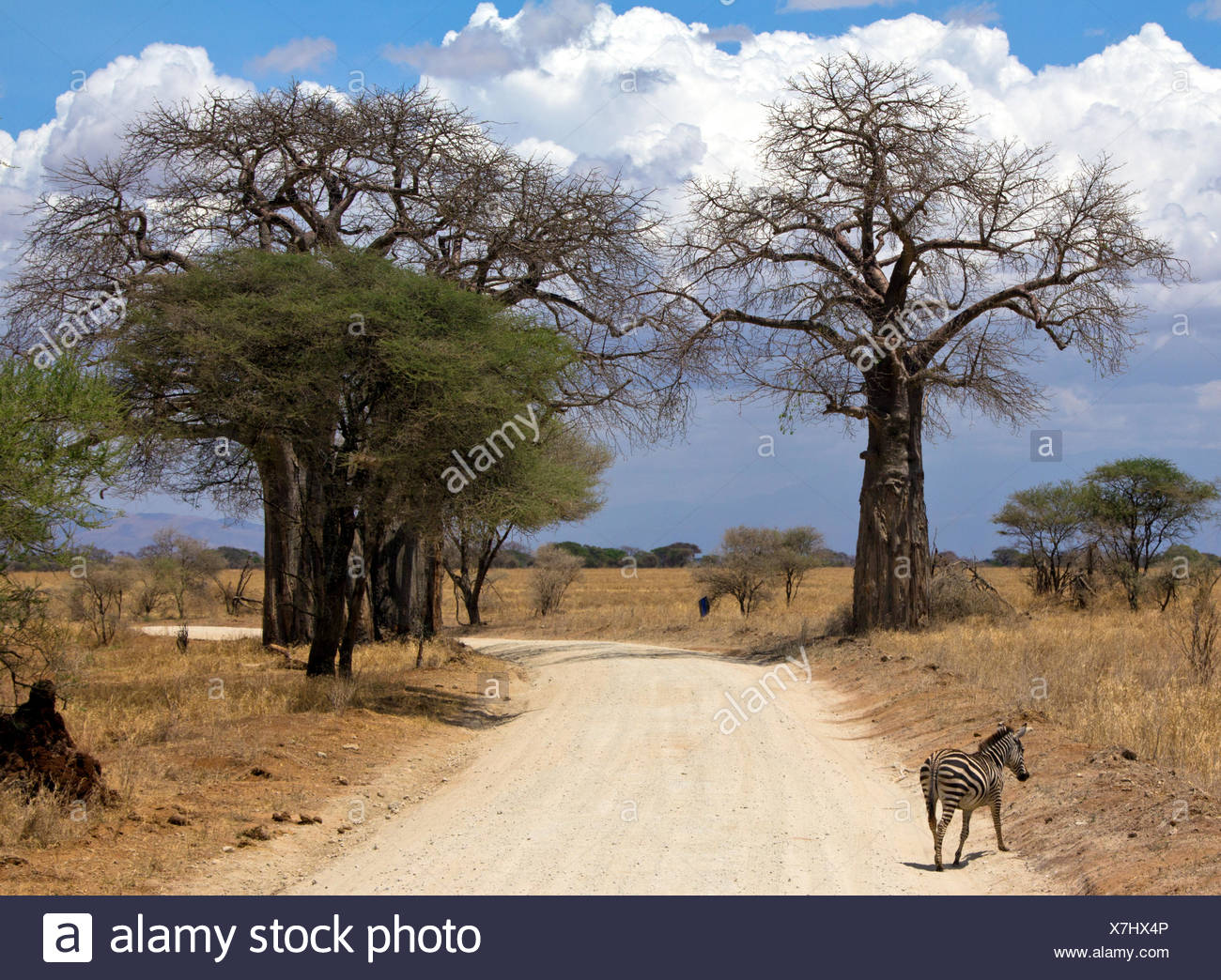 Zebra crossing road, Tarangire National Park, Manyara, Tanzania Stock Photo