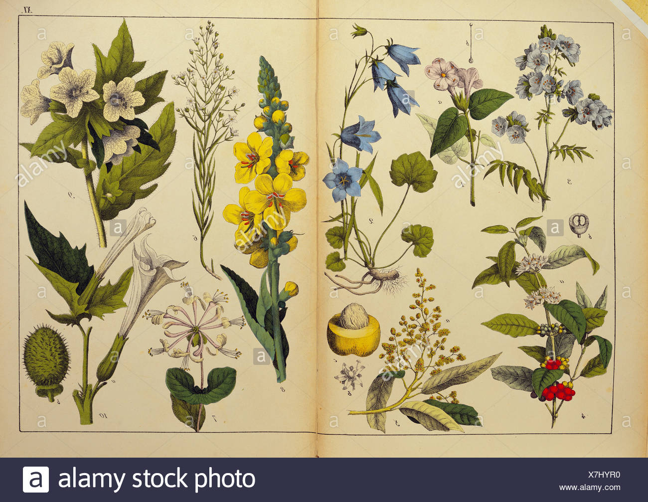 Indica Book High Resolution Stock Photography and Images Alamy