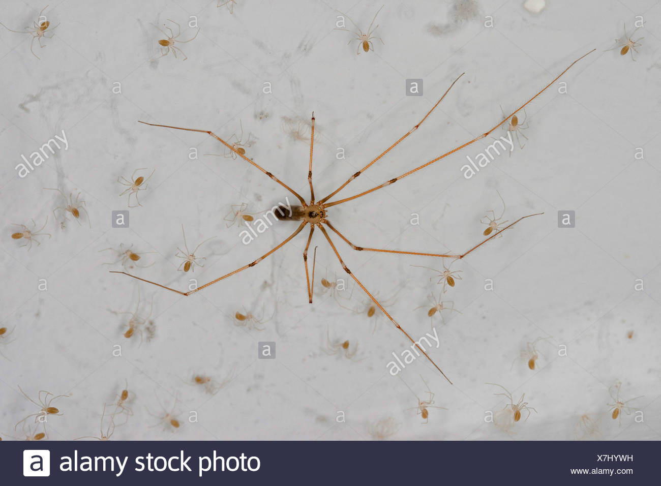 Long Bodied Cellar Spider Longbodied Cellar Spider Pholcus