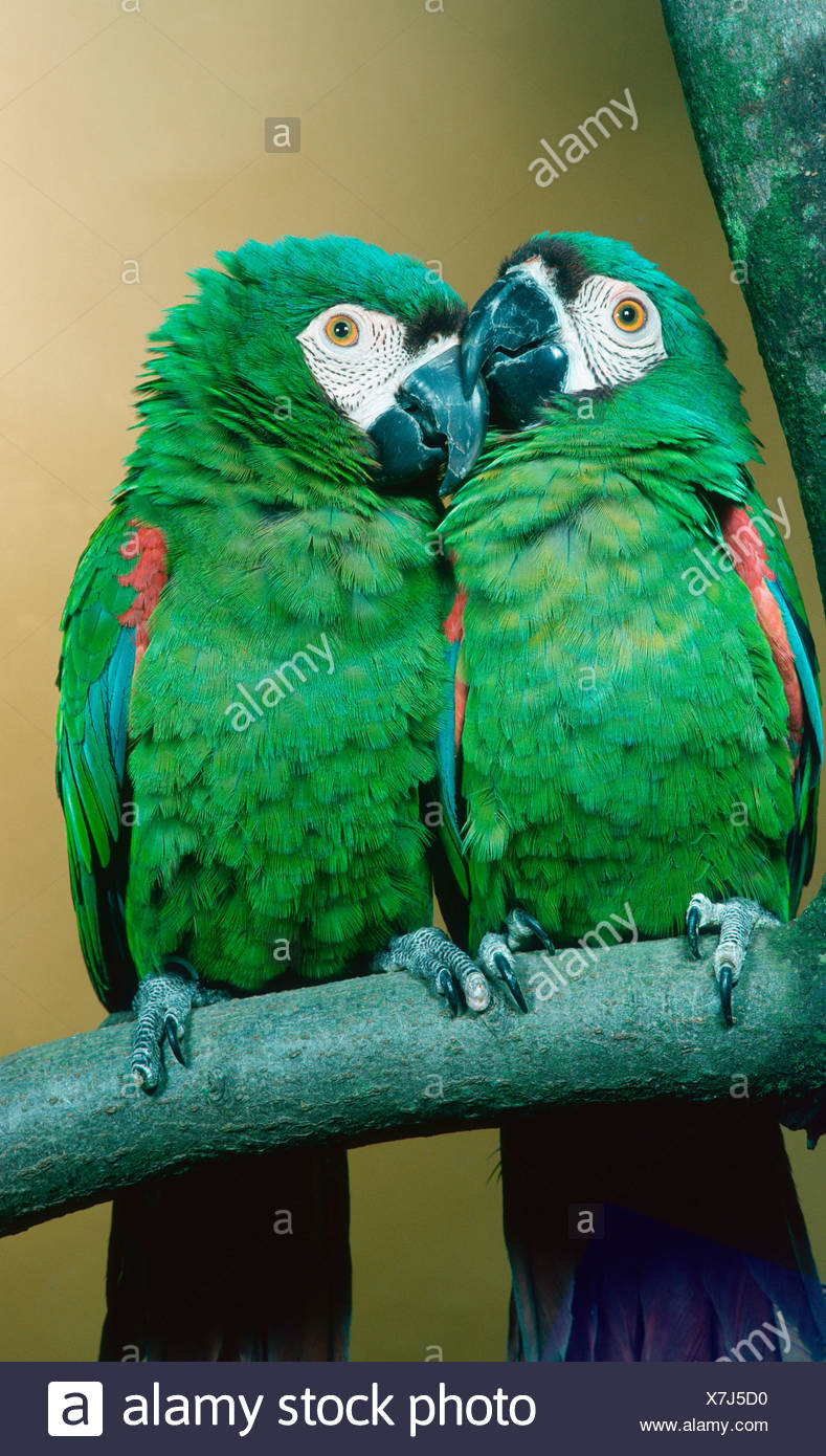 Ara Severa High Resolution Stock Photography And Images Alamy