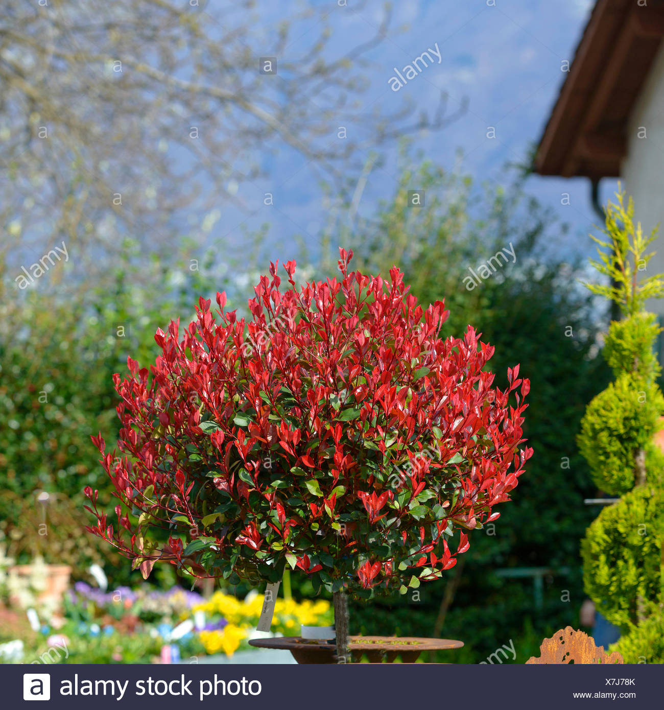 Garden Bloggers Blooms Day Photinia Red Robin