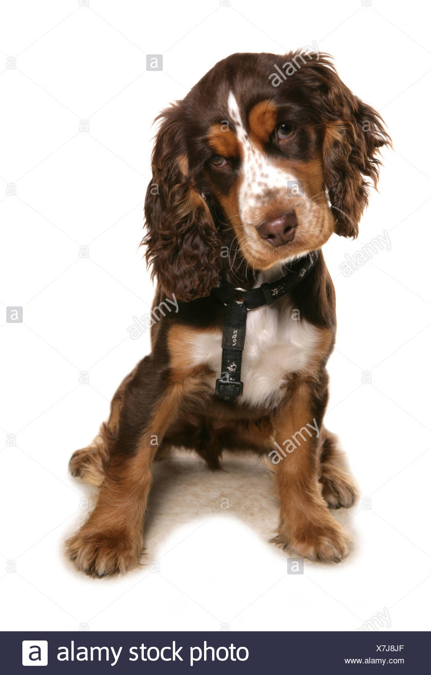 cocker spaniel puppy harness