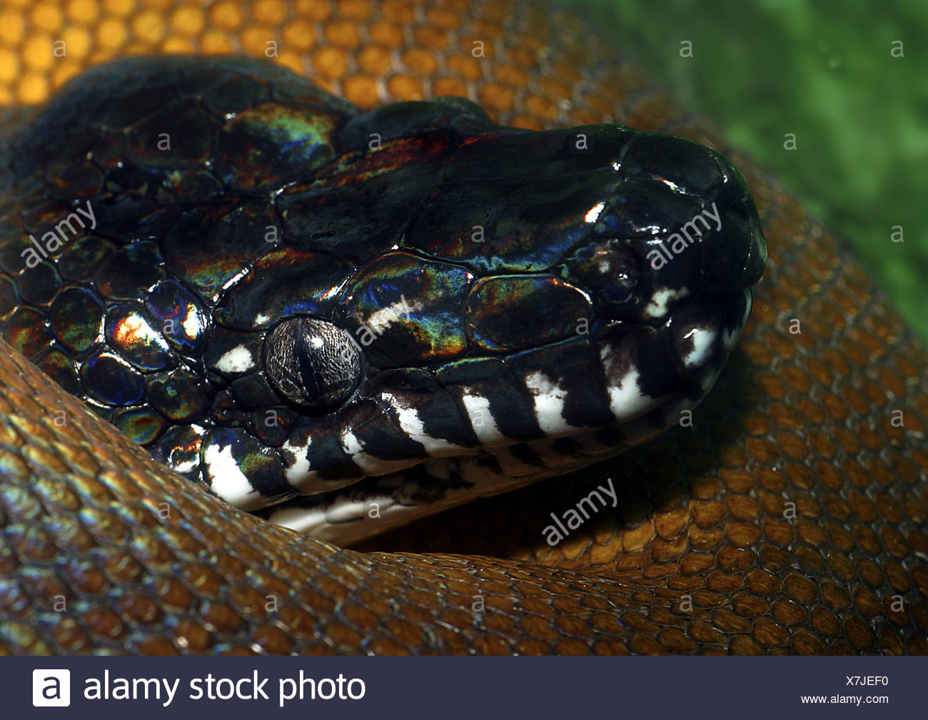 White Python High Resolution Stock Photography and Images - Alamy